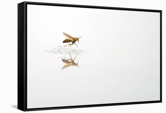 Rio Grande Valley, Texas, USA Red and Yellow Wasp flying over water.-Karen Ann Sullivan-Framed Stretched Canvas