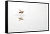 Rio Grande Valley, Texas, USA Red and Yellow Wasp flying over water.-Karen Ann Sullivan-Framed Stretched Canvas