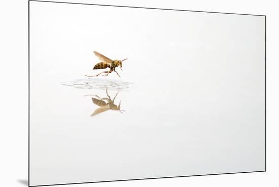 Rio Grande Valley, Texas, USA Red and Yellow Wasp flying over water.-Karen Ann Sullivan-Mounted Premium Photographic Print