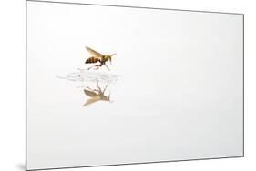 Rio Grande Valley, Texas, USA Red and Yellow Wasp flying over water.-Karen Ann Sullivan-Mounted Premium Photographic Print