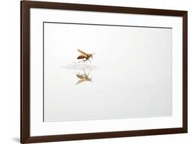 Rio Grande Valley, Texas, USA Red and Yellow Wasp flying over water.-Karen Ann Sullivan-Framed Photographic Print