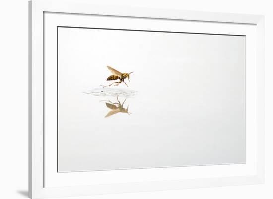 Rio Grande Valley, Texas, USA Red and Yellow Wasp flying over water.-Karen Ann Sullivan-Framed Photographic Print