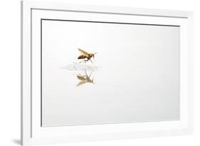 Rio Grande Valley, Texas, USA Red and Yellow Wasp flying over water.-Karen Ann Sullivan-Framed Photographic Print