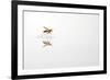 Rio Grande Valley, Texas, USA Red and Yellow Wasp flying over water.-Karen Ann Sullivan-Framed Photographic Print