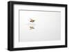 Rio Grande Valley, Texas, USA Red and Yellow Wasp flying over water.-Karen Ann Sullivan-Framed Photographic Print