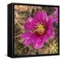 Rio Grande Valley, Texas, USA Strawberry Pitaya Cactus with grasshopper.-Karen Ann Sullivan-Framed Stretched Canvas