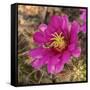 Rio Grande Valley, Texas, USA Strawberry Pitaya Cactus with grasshopper.-Karen Ann Sullivan-Framed Stretched Canvas