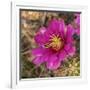 Rio Grande Valley, Texas, USA Strawberry Pitaya Cactus with grasshopper.-Karen Ann Sullivan-Framed Photographic Print