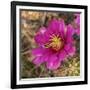 Rio Grande Valley, Texas, USA Strawberry Pitaya Cactus with grasshopper.-Karen Ann Sullivan-Framed Photographic Print