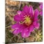 Rio Grande Valley, Texas, USA Strawberry Pitaya Cactus with grasshopper.-Karen Ann Sullivan-Mounted Photographic Print