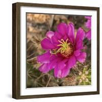 Rio Grande Valley, Texas, USA Strawberry Pitaya Cactus with grasshopper.-Karen Ann Sullivan-Framed Photographic Print