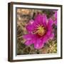 Rio Grande Valley, Texas, USA Strawberry Pitaya Cactus with grasshopper.-Karen Ann Sullivan-Framed Photographic Print