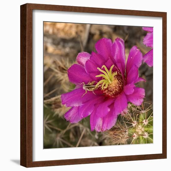 Rio Grande Valley, Texas, USA Strawberry Pitaya Cactus with grasshopper.-Karen Ann Sullivan-Framed Photographic Print