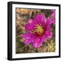 Rio Grande Valley, Texas, USA Strawberry Pitaya Cactus with grasshopper.-Karen Ann Sullivan-Framed Photographic Print