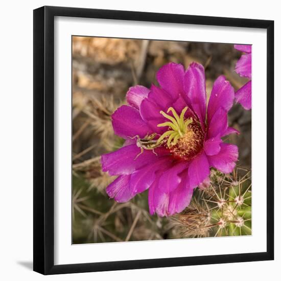 Rio Grande Valley, Texas, USA Strawberry Pitaya Cactus with grasshopper.-Karen Ann Sullivan-Framed Photographic Print