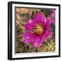 Rio Grande Valley, Texas, USA Strawberry Pitaya Cactus with grasshopper.-Karen Ann Sullivan-Framed Photographic Print