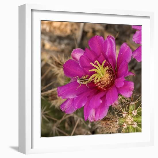 Rio Grande Valley, Texas, USA Strawberry Pitaya Cactus with grasshopper.-Karen Ann Sullivan-Framed Photographic Print