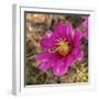 Rio Grande Valley, Texas, USA Strawberry Pitaya Cactus with grasshopper.-Karen Ann Sullivan-Framed Photographic Print