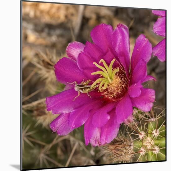 Rio Grande Valley, Texas, USA Strawberry Pitaya Cactus with grasshopper.-Karen Ann Sullivan-Mounted Photographic Print