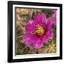 Rio Grande Valley, Texas, USA Strawberry Pitaya Cactus with grasshopper.-Karen Ann Sullivan-Framed Photographic Print