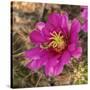 Rio Grande Valley, Texas, USA Strawberry Pitaya Cactus with grasshopper.-Karen Ann Sullivan-Stretched Canvas