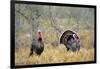 Rio Grande Wild Turkey Gobbler Strutting, Starr County, Texas-Richard and Susan Day-Framed Premium Photographic Print