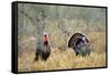 Rio Grande Wild Turkey Gobbler Strutting, Starr County, Texas-Richard and Susan Day-Framed Stretched Canvas