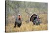 Rio Grande Wild Turkey Gobbler Strutting, Starr County, Texas-Richard and Susan Day-Stretched Canvas