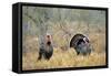 Rio Grande Wild Turkey Gobbler Strutting, Starr County, Texas-Richard and Susan Day-Framed Stretched Canvas