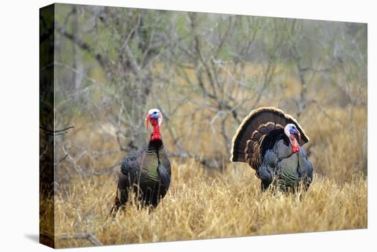 Rio Grande Wild Turkey Gobbler Strutting, Starr County, Texas-Richard and Susan Day-Stretched Canvas