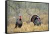 Rio Grande Wild Turkey Gobbler Strutting, Starr County, Texas-Richard and Susan Day-Framed Stretched Canvas