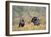 Rio Grande Wild Turkey Gobbler Strutting, Starr County, Texas-Richard and Susan Day-Framed Photographic Print
