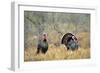 Rio Grande Wild Turkey Gobbler Strutting, Starr County, Texas-Richard and Susan Day-Framed Photographic Print