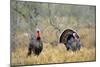 Rio Grande Wild Turkey Gobbler Strutting, Starr County, Texas-Richard and Susan Day-Mounted Photographic Print