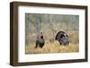 Rio Grande Wild Turkey Gobbler Strutting, Starr County, Texas-Richard and Susan Day-Framed Photographic Print