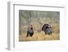 Rio Grande Wild Turkey Gobbler Strutting, Starr County, Texas-Richard and Susan Day-Framed Photographic Print