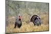 Rio Grande Wild Turkey Gobbler Strutting, Starr County, Texas-Richard and Susan Day-Mounted Photographic Print