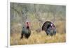 Rio Grande Wild Turkey Gobbler Strutting, Starr County, Texas-Richard and Susan Day-Framed Photographic Print