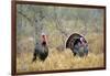 Rio Grande Wild Turkey Gobbler Strutting, Starr County, Texas-Richard and Susan Day-Framed Photographic Print