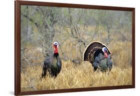 Rio Grande Wild Turkey Gobbler Strutting, Starr County, Texas-Richard and Susan Day-Framed Photographic Print