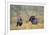 Rio Grande Wild Turkey Gobbler Strutting, Starr County, Texas-Richard and Susan Day-Framed Photographic Print