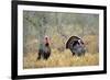 Rio Grande Wild Turkey Gobbler Strutting, Starr County, Texas-Richard and Susan Day-Framed Photographic Print