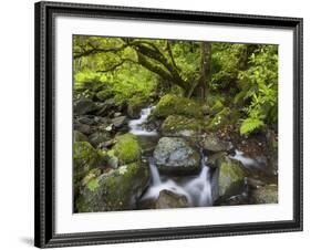 Rio Silveira, Moss-Covered Stones, Caldeirao Verde, Queimados, Madeira, Portugal-Rainer Mirau-Framed Photographic Print