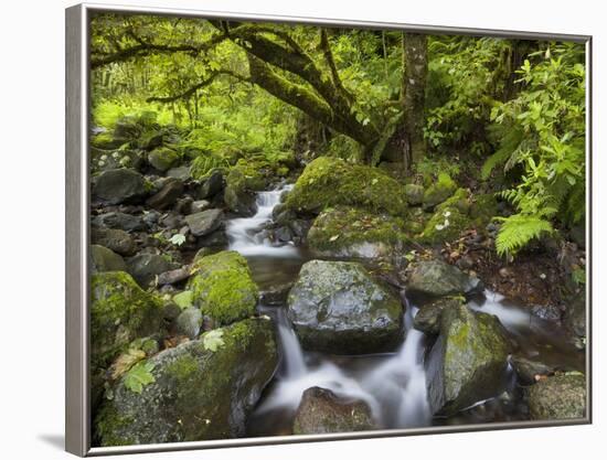 Rio Silveira, Moss-Covered Stones, Caldeirao Verde, Queimados, Madeira, Portugal-Rainer Mirau-Framed Photographic Print