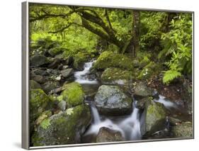 Rio Silveira, Moss-Covered Stones, Caldeirao Verde, Queimados, Madeira, Portugal-Rainer Mirau-Framed Photographic Print