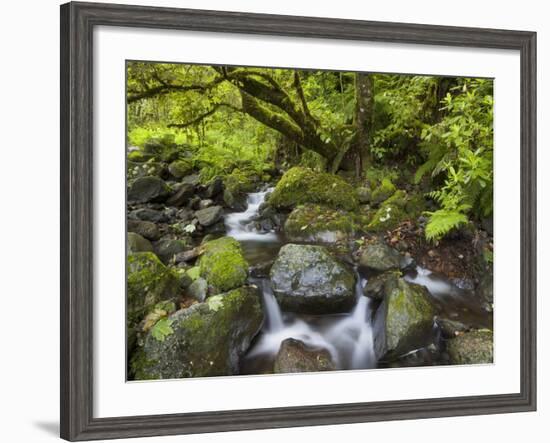 Rio Silveira, Moss-Covered Stones, Caldeirao Verde, Queimados, Madeira, Portugal-Rainer Mirau-Framed Photographic Print