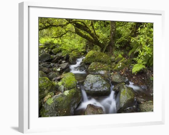 Rio Silveira, Moss-Covered Stones, Caldeirao Verde, Queimados, Madeira, Portugal-Rainer Mirau-Framed Photographic Print