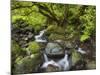 Rio Silveira, Moss-Covered Stones, Caldeirao Verde, Queimados, Madeira, Portugal-Rainer Mirau-Mounted Photographic Print