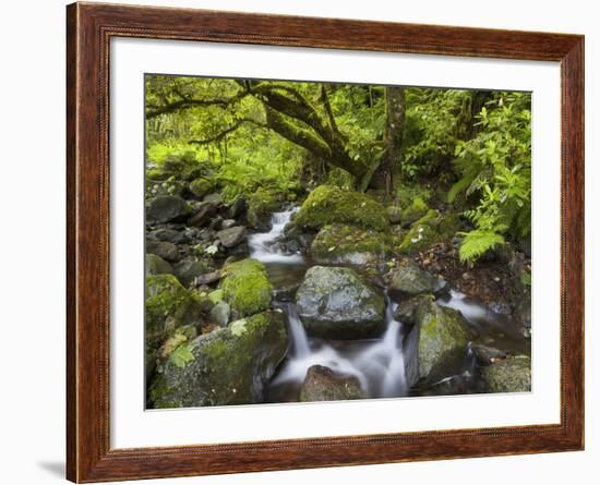 Rio Silveira, Moss-Covered Stones, Caldeirao Verde, Queimados, Madeira, Portugal-Rainer Mirau-Framed Photographic Print