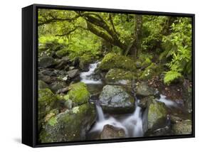 Rio Silveira, Moss-Covered Stones, Caldeirao Verde, Queimados, Madeira, Portugal-Rainer Mirau-Framed Stretched Canvas